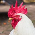 White rooster looking at the camera