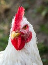 White rooster looking at the camera Royalty Free Stock Photo