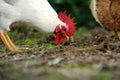 White Rooster Looking for Food