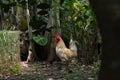 White rooster mixed with gold in the yard Royalty Free Stock Photo