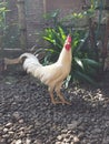 White Rooster in Natural Backyard Environment Royalty Free Stock Photo