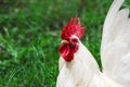 White Rooster Portrait Royalty Free Stock Photo