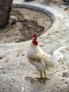 White rooster portrait on the farm. rustic nature Royalty Free Stock Photo