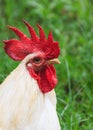 White Rooster Portrait on Nature Background Royalty Free Stock Photo