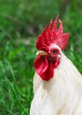 White Rooster Portrait on Nature Background