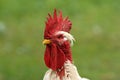White rooster portrait Royalty Free Stock Photo