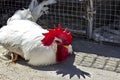 White rooster with a red comb