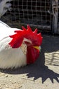 White rooster with a red comb