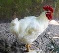 White rooster with red crest.