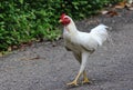 White rooster walking, a farm, Ateuk Lueng Ie, Aceh Royalty Free Stock Photo