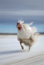 White rooster running on the snow in winter. Blurred background. AI Generative Royalty Free Stock Photo