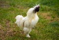 White rooster singing in the yard