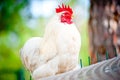 White rooster sits at the top of the cells in the chicken coop Royalty Free Stock Photo