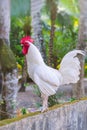 White rooster  stands on a fence Royalty Free Stock Photo