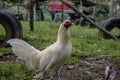 White rooster in summer garden. Fighting rooster without crest. fight bird. Red head of white rooster. Royalty Free Stock Photo