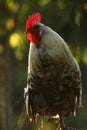 White rooster in sunny background Royalty Free Stock Photo