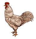 White rooster vector isolated. Adult. The bird stands at full height. Beautiful and proud male. For farm product labels, chicken p Royalty Free Stock Photo