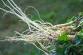 White root of young nettle for herbal medicine. Urtica dioica