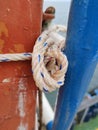 white rope with a binding fiber that binds on the boat 12