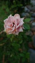 White Rosa chinensis