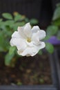 White rosa flower in the garden