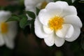 White Rosa rubiginosa sweet brier eglantine rose Royalty Free Stock Photo