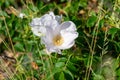 White Rosa rugosa flower blooming in summer