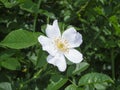 White rosa spinosissima Bibernell Rose