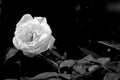 White rose Royalty Free Stock Photo