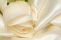 White rose