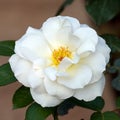 White rose