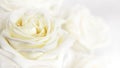 White rose Royalty Free Stock Photo