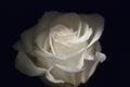 White Rose