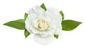 White rose