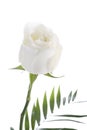 White rose Royalty Free Stock Photo