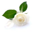 White rose