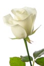 White rose