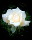 White rose