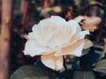 White rose, adjusted color to vintage tone, on dark background. Royalty Free Stock Photo