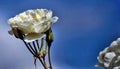 White Rose Against The Blue Sky Royalty Free Stock Photo