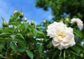 White rose against the blue sky Royalty Free Stock Photo