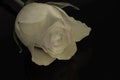 White rose Royalty Free Stock Photo