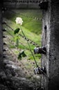 White rose in Auschwitz on a barb wire Royalty Free Stock Photo