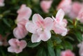 A white rose azalea flower close up.2023 Royalty Free Stock Photo