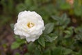 White rose in the back garden of the house Royalty Free Stock Photo