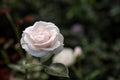 White rose in the back garden of the house Royalty Free Stock Photo