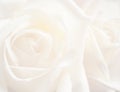 White rose background Royalty Free Stock Photo