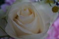 White rose and in the background chamomile flowers