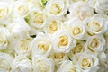 white rose background.