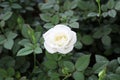 White rose